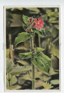 427943 Flower Melandryum rubrum Vintage Sammelwerk Tobacco Card w/ ADVERTISING