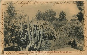 Vintage Postcard; Cactsuses / Cacti in Municipal Gardens, Cape Town South Africa