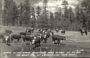 Lordsburg NM HWY 60 Cattle Real Photo Postcard