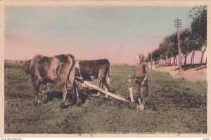 EGYPT , 00-10s ; Farm Labourers