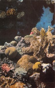 US28 postcard Israel Eilat resort corals on the red sea