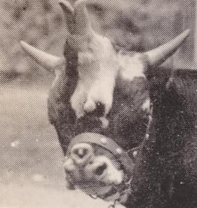 Freak Bull born in Fort Smith AR Arkansas 1944 4 horns 4 eyes 2 noses - pm 1952