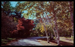 A Winding Road in Autumn