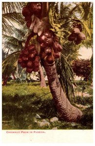 Cocoanut  Palm  Tree
