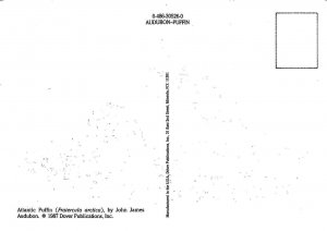 3~1987 OVERSIZE Postcards JOHN AUDUBON BIRDS Puffin & Reddish Egret & Magpie Jay