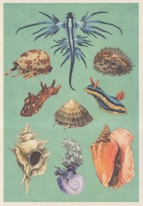 Textile Cone Fish Blue Dragon Tiger Cowrie Sea Hare Limpet Painting Postcard