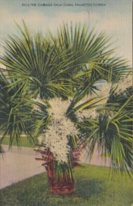 Florida The Cabbage Palm Tree 1950