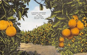 Rio Grande Valley Luscious Oranges - Rio Grande Valley, Texas TX