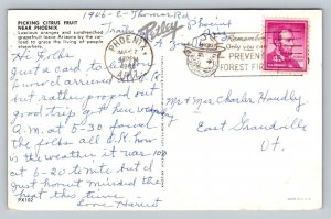 1963  Orange Picking   Phoenix  Arizona  Postcard