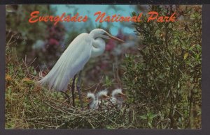 Florida Everglades National Park - American Egret and Young - Birds ~ Chrome