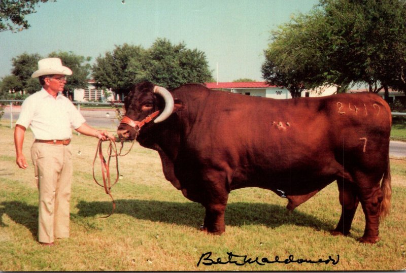 Texas Kingsville King Ranch Macho Santa Gertrudis Four Star Super...