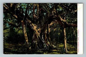 FL-Florida, India Rubber Tree Vintage c1907 Postcard 