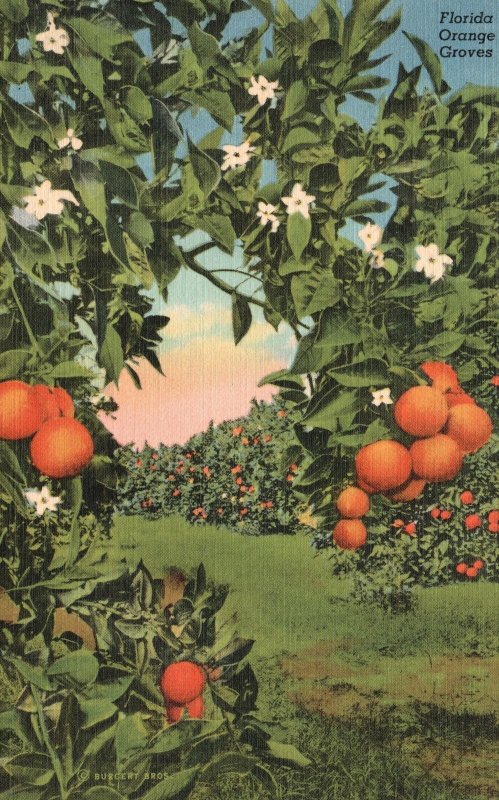 Orange Groves In Florida Tropical Florida Series Vintage Postcard