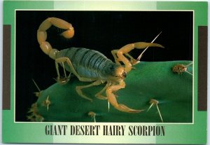 Postcard - Giant Desert Hairy Scorpion