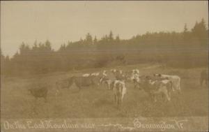 Bennington VT Cattle on East Mountain c1910 Real Photo Postcard