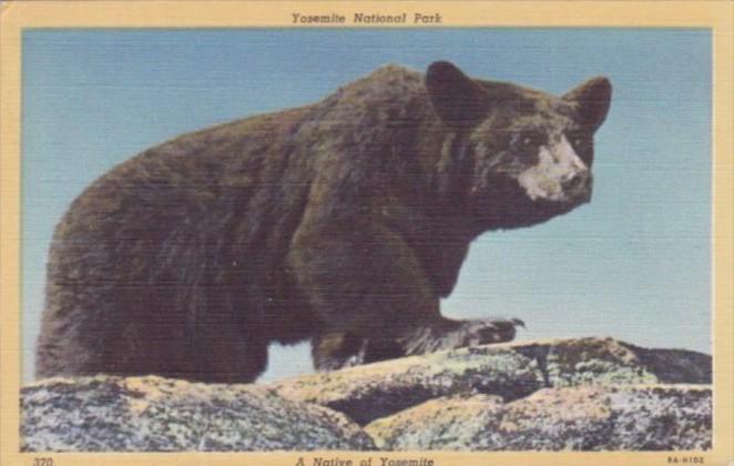 Brown Bear Yellowstone National Park Curteich