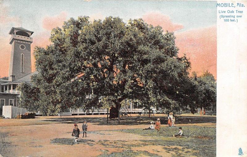 D60/ Mobile Alabama AL Postcard c1910 Live Oak Tree Spreading Over 100 Ft