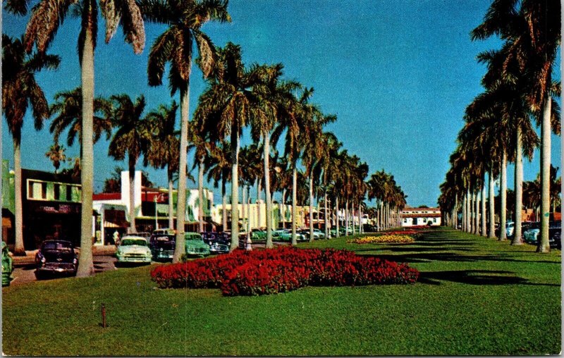 Stately Royal Palms Poinciana Way Florida FL Postcard Tree Old Car UNP Vintage