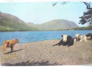 Cows Relaxing at Buttermere & Mellbreak Lake District Cumbria Vintage Postcard