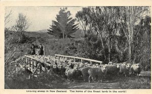 br107692 droving sheep in new zealand finest lamb in the world