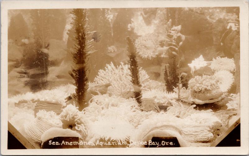 Sea Anemones Aquarium Depoe Bay OR Oregon Unused Real Photo Postcard D70