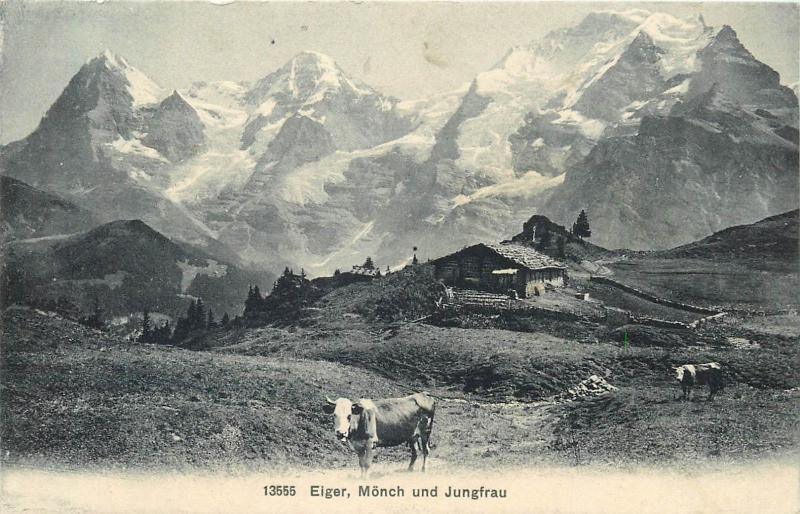 Eiger Monch & Jungfrau 1912 Switzerland alpine cows pastoral scene cow