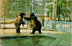 Brown Bears Zoological Park Granby Quebec QC Zoo Zoologique Unused Postcard F57