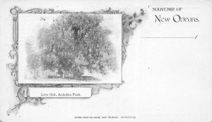 New Orleans Louisiana Audubon Park Live Oak Private Mail Postcard AA84263