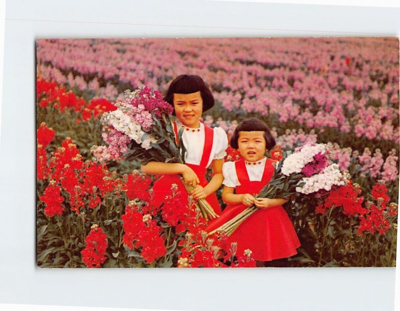 Q-34101 Flower Fields Valley of the Sun Phoenix Arizona USA