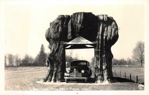 RPPC GIANT CEDAR STUMP CAR LICENSE PLATE PCF HWY WASHINGTON REAL PHOTO POSTCARD