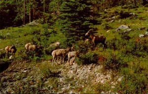 Canada Banff National Park Mountain Goats