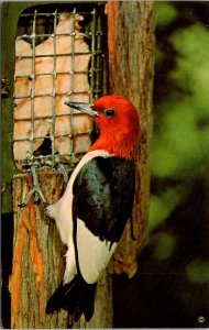 Red-Headed Woodpecker - [MX-662]