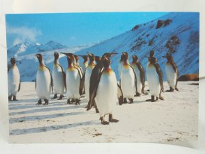 King Penguins St Andrews Bay South Georgia Antarctica Vtg Postcard 1984 J Rhind