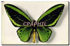 Old Postcard Fancy Butterfly Ornithoptera Aruana Aru Iceland Collection Boubee