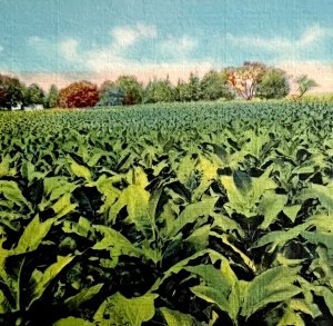 Tobacco Crop Field In Old Kentucky 1930-40 Postcard Linen Farm PCBG12B