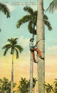 Postcard  Early View of Man climbing a Royal Palm in Cuba.       S6