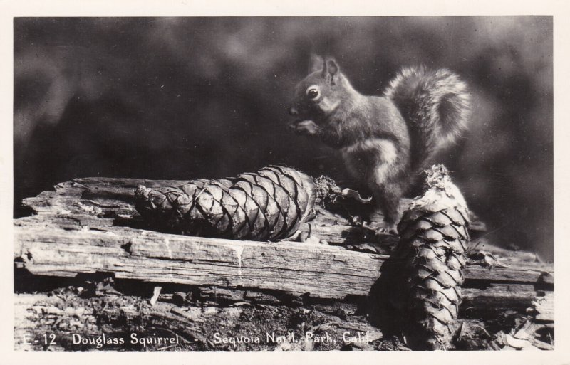 California Sequoia National Park Douglass Squirrel Real Photo