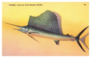 Postcard Sailfish from the Gulf Stream Florida