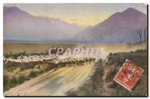 Old Postcard Sheep