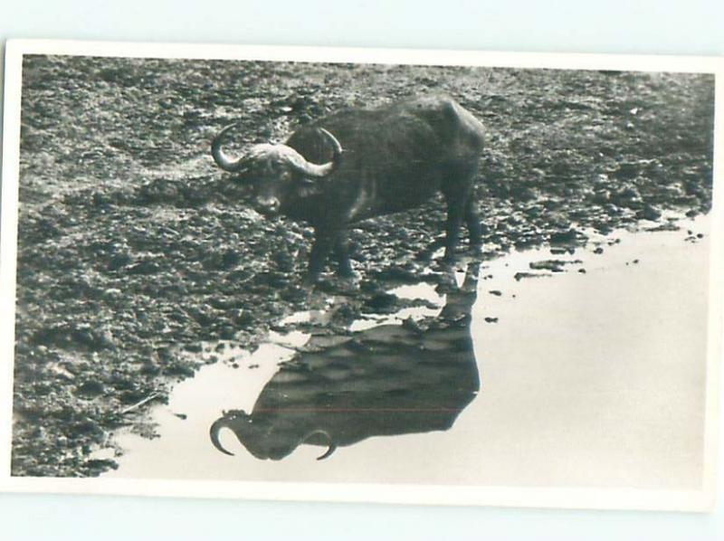 rppc Old LONGHORN COW STEER BY THE RIVER AC8781