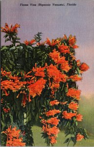 Vtg 1940s Flame Vine Bignonia Venusta Gerbings Garden Florida FL Unused Postcard