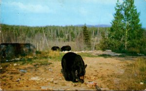 Canada Ontario Algonquin Provincial Park Bears 1959