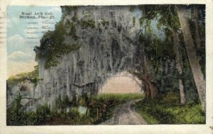 Royal Arch Oak - Daytona Beach, Florida FL