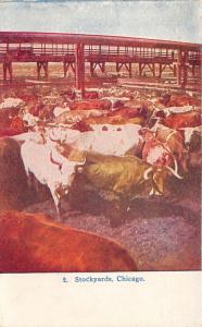 Chicago Illinois~Stockyards~Close View of Cattle Pens~c1910 Postcard