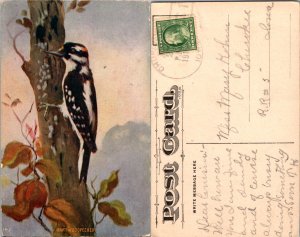 Woodpecker (11691)
