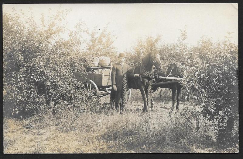 Well Dressed Man, Horse Drawn Cart & Picked Apples in Orchard RPPC Unused c1910s