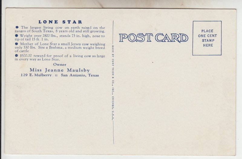 P1944  vintage postcard lone star the largest cow on earth raised on ranges Tx