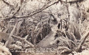 California Big Tree Park On Redwood Highway Fairy Dell Real Photo