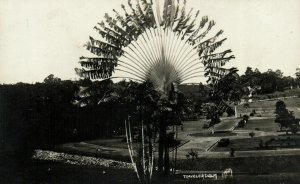 PC CPA SINGAPORE, TRAVELER PALM, Vintage REAL PHOTO Postcard (b19723)