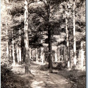 c1930s Merrill, Wis RPPC Wildwood Park Road Pine Trees Real Photo PC WI Fun A166